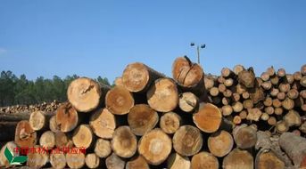 木制品市场价格动态与选购指南